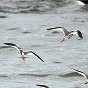 Common Redshank