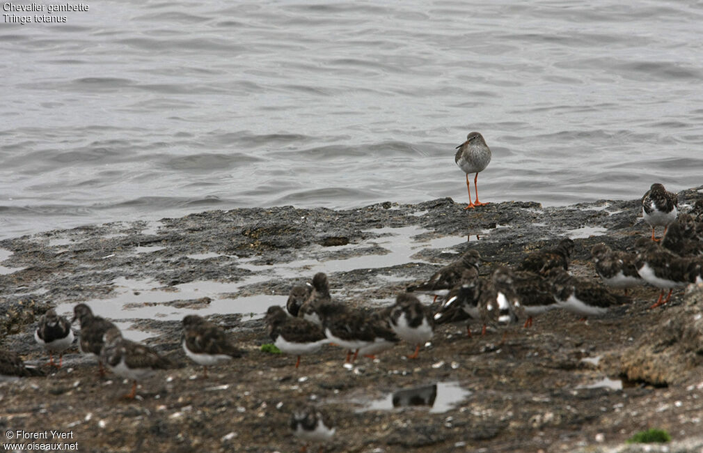 Common Redshank