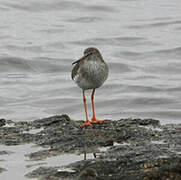 Common Redshank