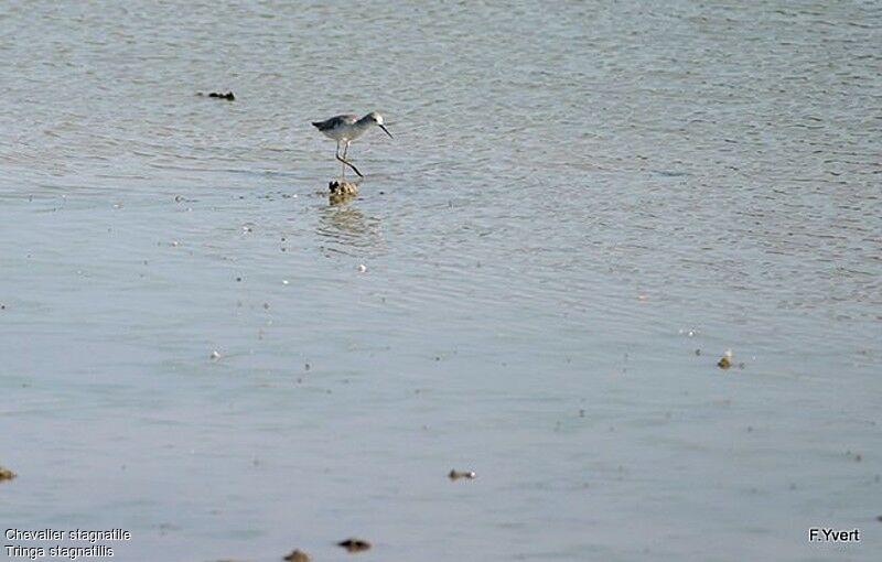 Marsh Sandpiper, identification, Behaviour