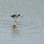 Marsh Sandpiper