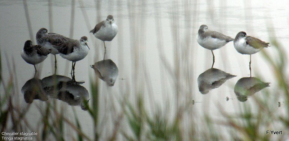 Marsh Sandpiper, identification, Behaviour