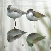 Marsh Sandpiper