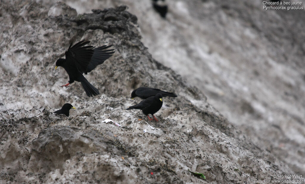 Alpine Chough, identification, Behaviour