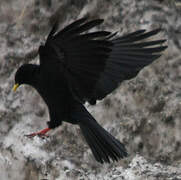 Alpine Chough