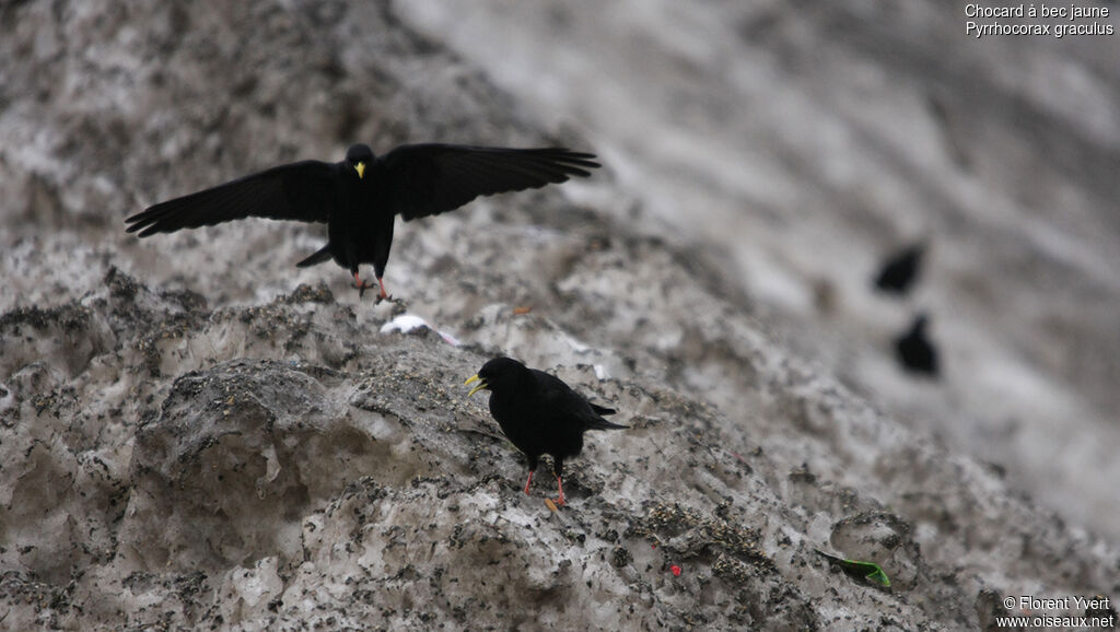 Alpine Chough, Flight, Behaviour