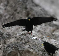 Alpine Chough