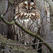 Tawny Owl