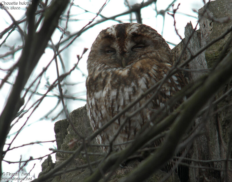 Tawny Owl, Behaviour