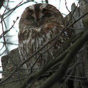 Tawny Owl