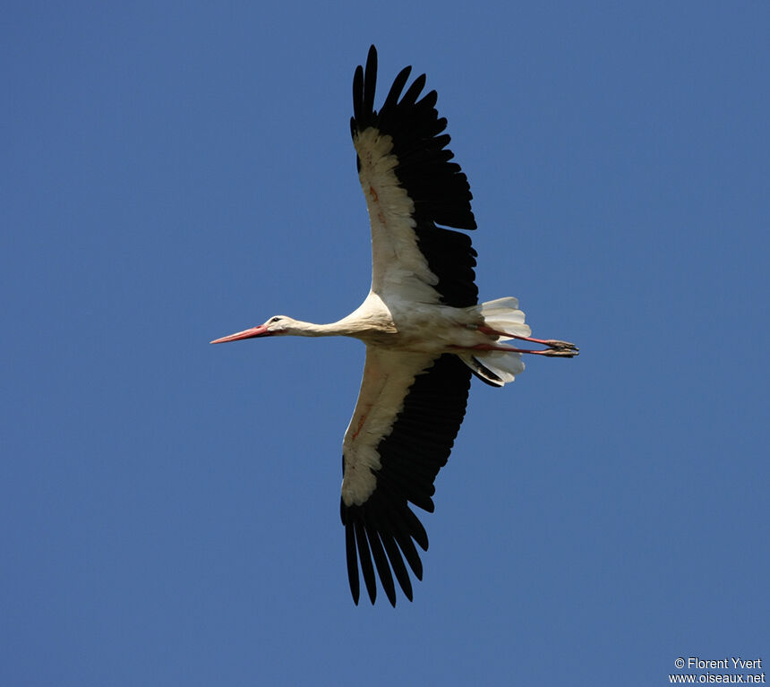 Cigogne blancheadulte, Vol