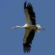 White Stork