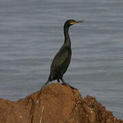 European Shag