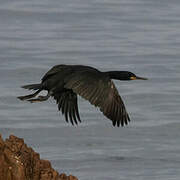 European Shag