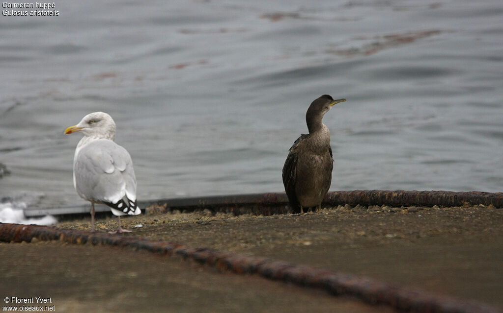 Cormoran huppé1ère année