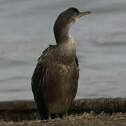 European Shag