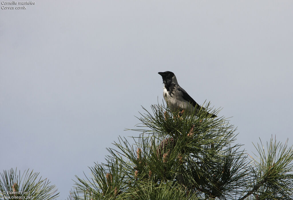 Hooded Crow