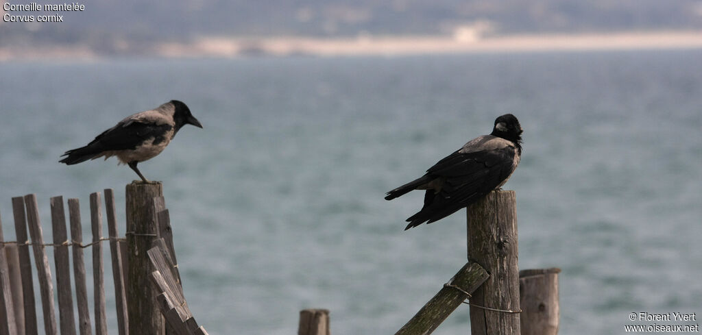 Hooded Crow