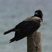 Hooded Crow