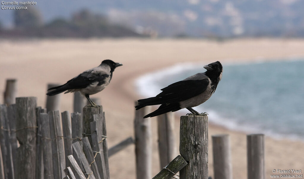 Hooded Crow