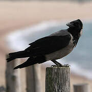 Hooded Crow