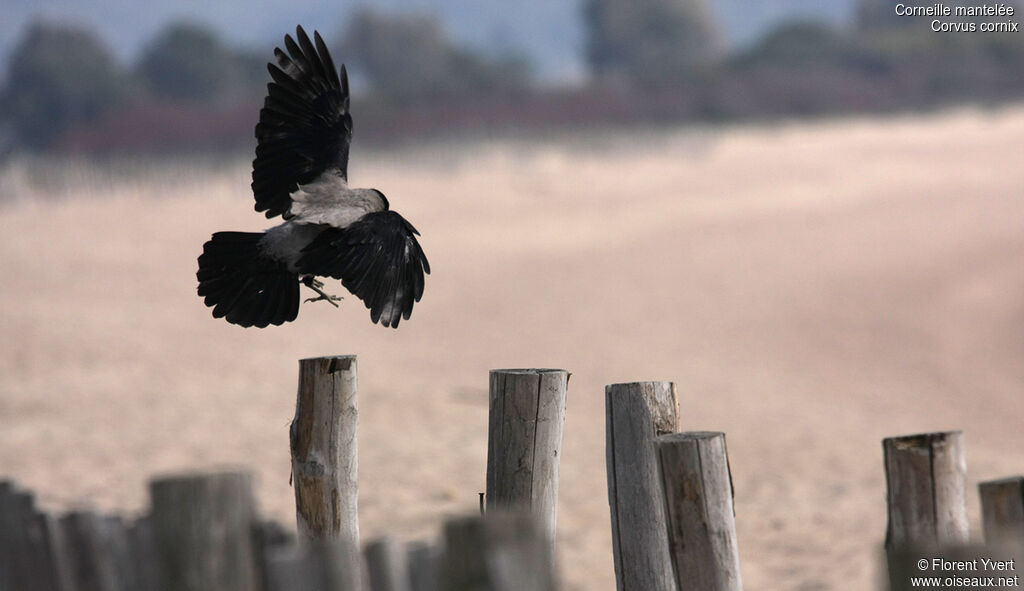 Hooded Crow