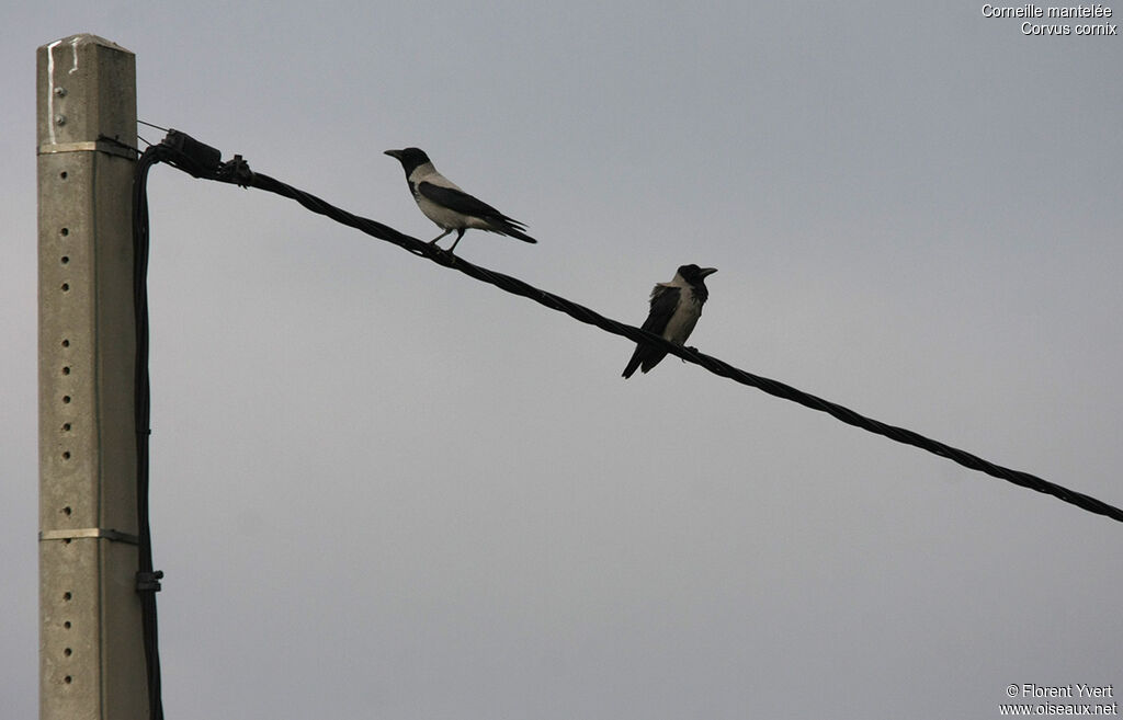 Hooded Crow