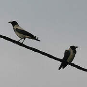 Hooded Crow