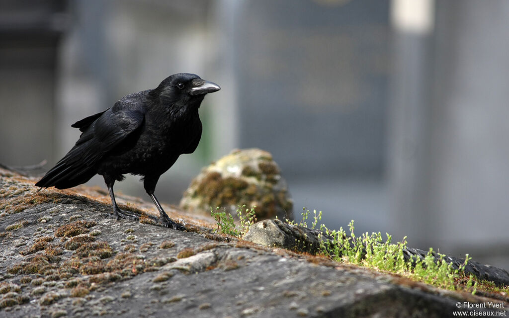 Carrion Crow, identification