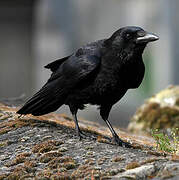 Carrion Crow