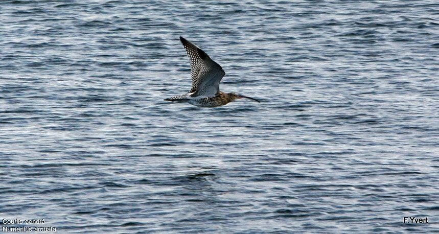 Eurasian Curlew, Flight