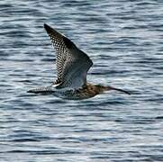 Eurasian Curlew