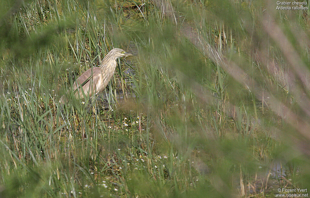 Squacco Heron, Behaviour