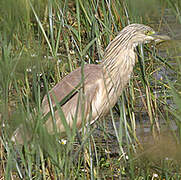 Squacco Heron