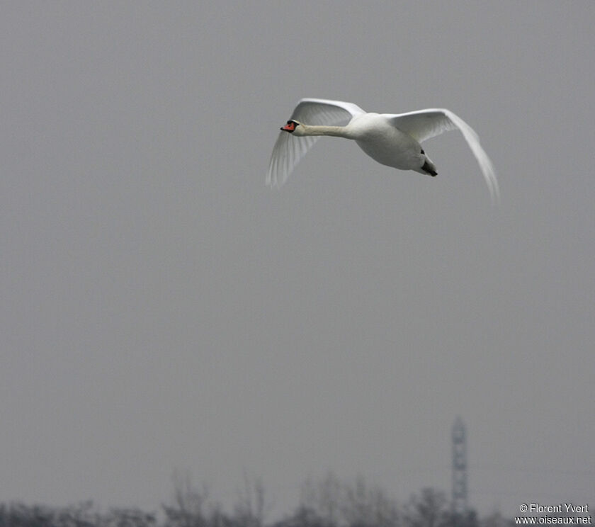 Mute Swanadult, Flight