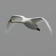 Mute Swan