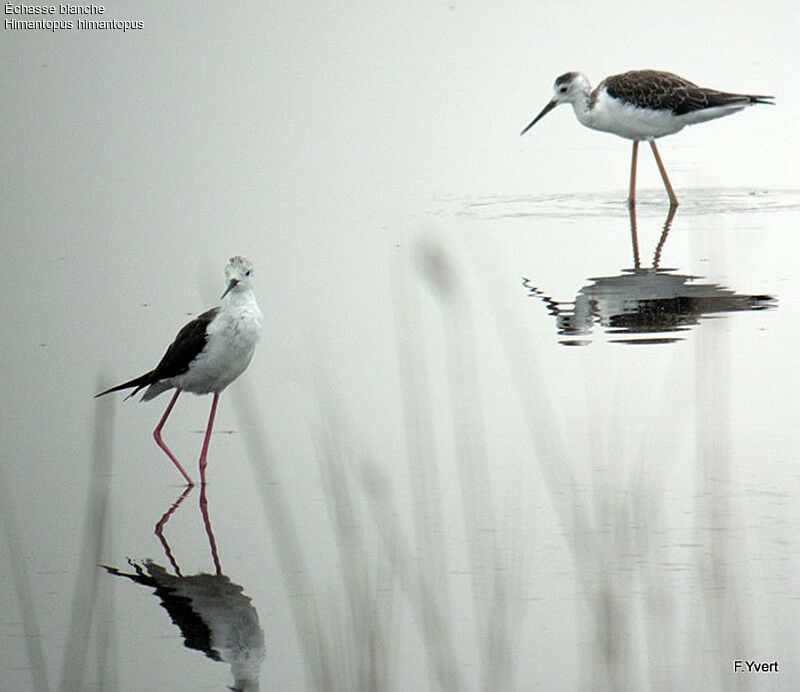 Échasse blanche, identification