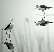 Black-winged Stilt