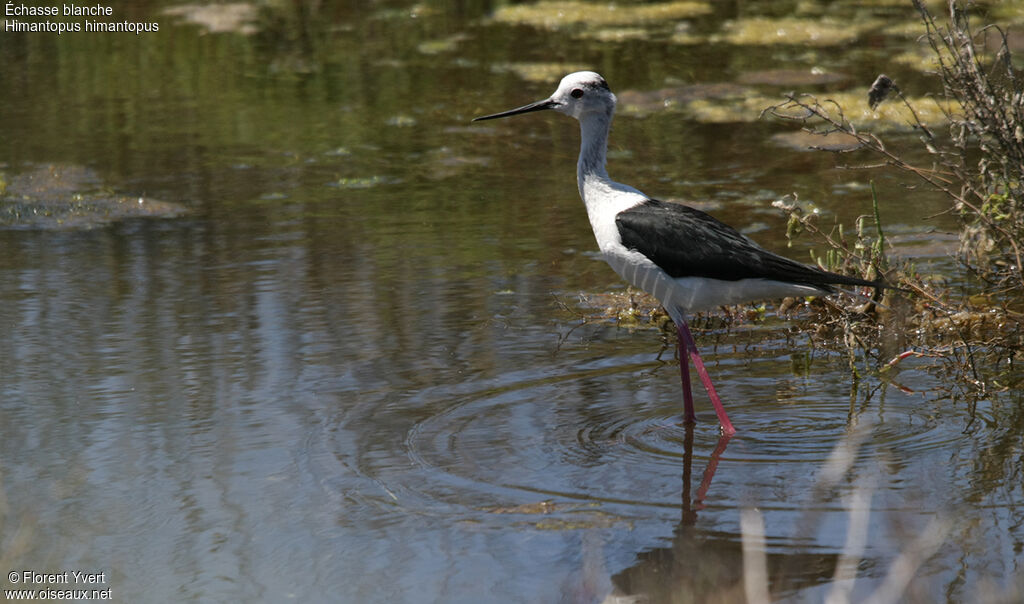 Black-winged Stilt male adult, identification, Behaviour