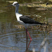 Black-winged Stilt