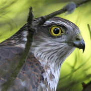 Eurasian Sparrowhawk