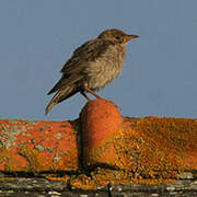 Rosy Starling