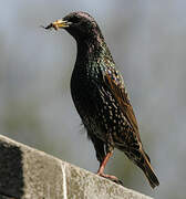 Common Starling