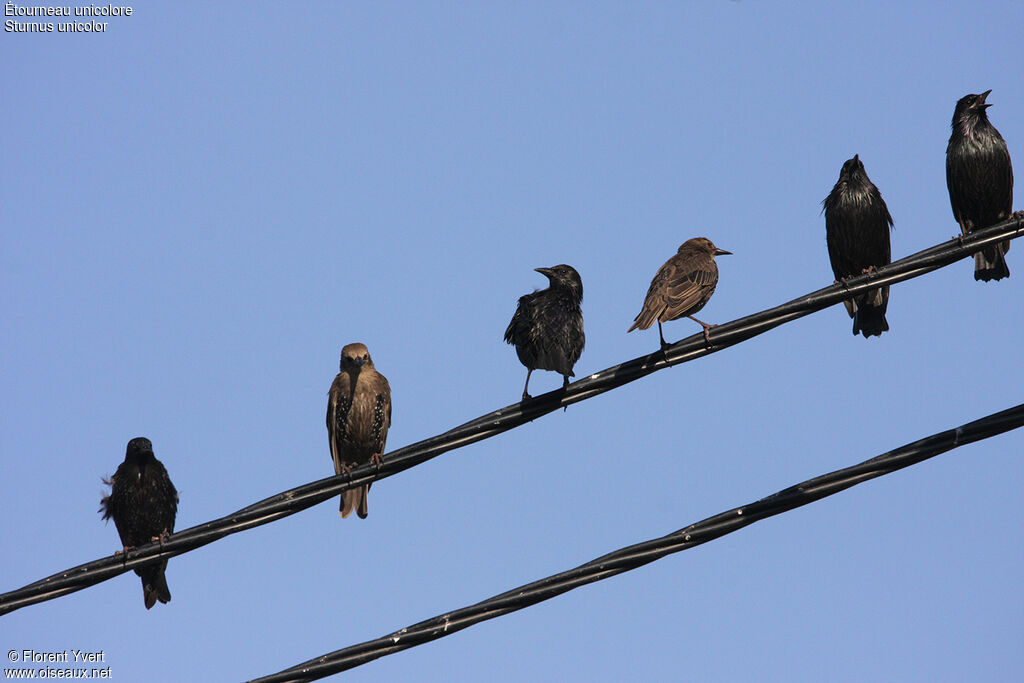 Spotless Starling, identification