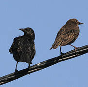 Spotless Starling