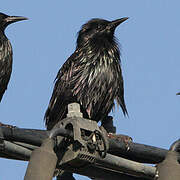 Spotless Starling