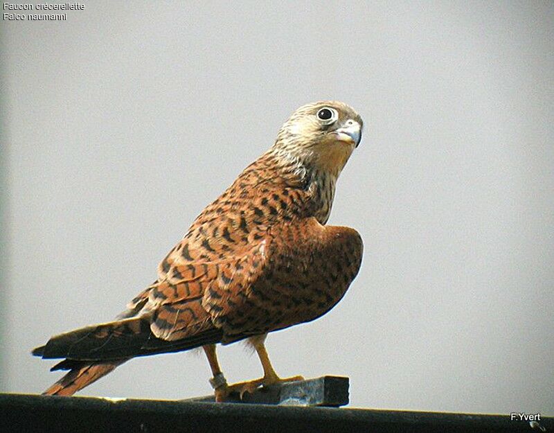 Lesser Kestrel female adult, identification, Behaviour