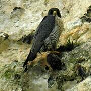 Peregrine Falcon