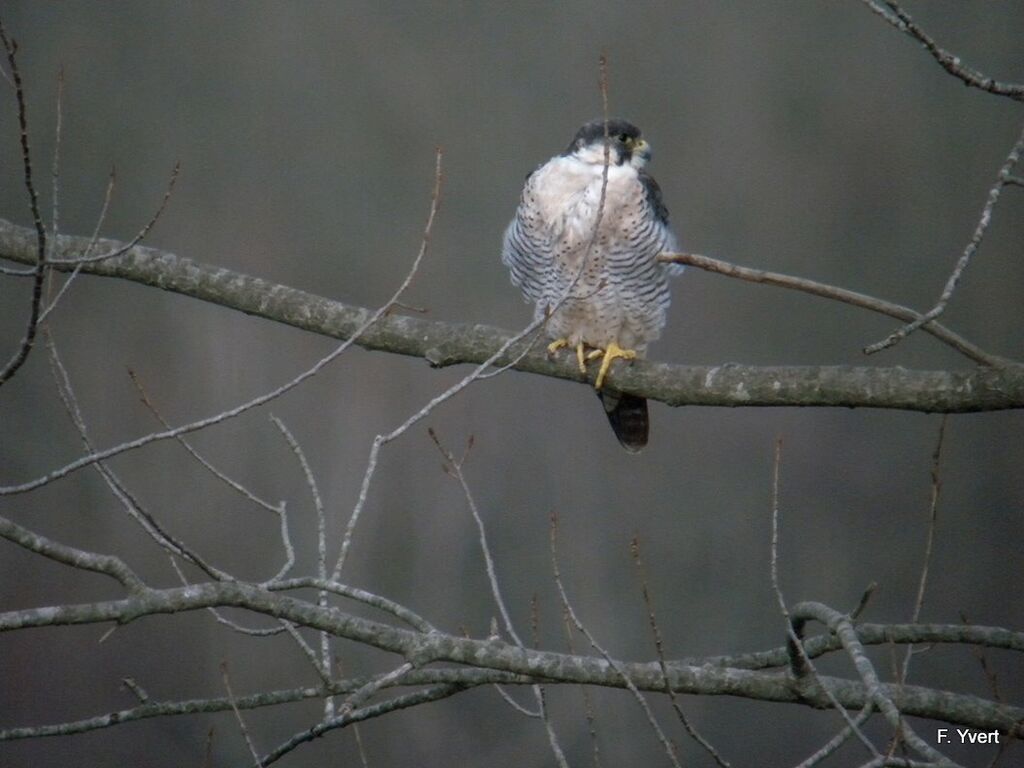 Peregrine Falcon