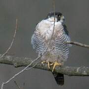 Peregrine Falcon